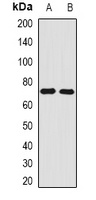 Angiomotin Rabbit Polyclonal Antibody