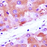 Anti-Annexin A4 Antibody