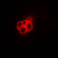 Anti-Annexin A4 Antibody