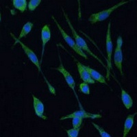 ARHGAP25 antibody