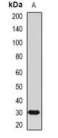 ARTN Antibody