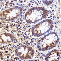 Anti-ATG10 Antibody