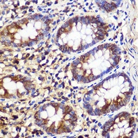 ATG10 antibody