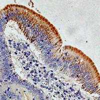 Anti-ATG7 Antibody