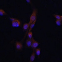 ATG7 antibody