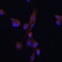 Anti-ATG7 Antibody