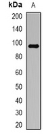 ATG9A Rabbit Polyclonal Antibody