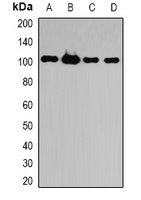ATG9B Rabbit Polyclonal Antibody