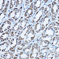 Anti-ATP5O Antibody