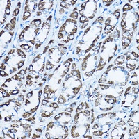 ATP5O antibody