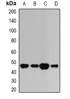 BAAT Antibody