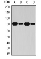 BAP1 Rabbit Polyclonal Antibody