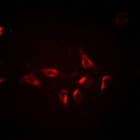 BCL2L14 antibody