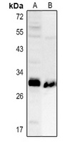 BDNF Antibody