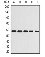 Beclin-1 Antibody