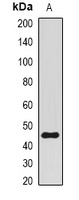BMI1 Rabbit Polyclonal Antibody