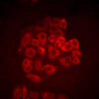 Anti-BOC Antibody