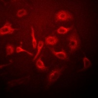 C21orf33 antibody