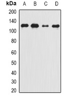 Complement C5 Antibody