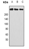CAD Rabbit Polyclonal Antibody