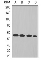 Cyclin A2 Antibody