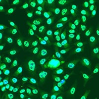 Anti-Cyclin A2 Antibody