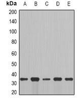 Cyclin C Rabbit Polyclonal Antibody