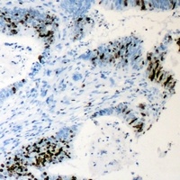 Anti-Cyclin C Antibody
