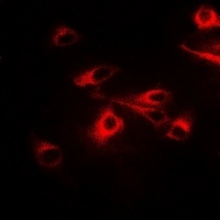 CCT2 antibody