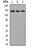 CD22 Antibody