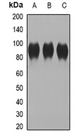 CD244 Rabbit Polyclonal Antibody