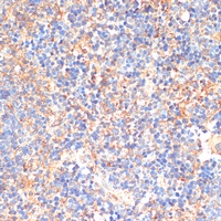 Anti-CD33 Antibody
