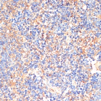 CD33 antibody