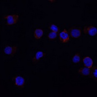 Anti-CD33 Antibody