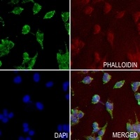 CD36 antibody