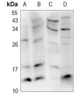 CD59 Rabbit Polyclonal Antibody