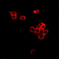 Anti-CD86 Antibody