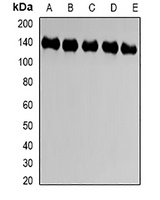CD66a Rabbit Polyclonal Antibody