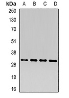 CD66d Rabbit Polyclonal Antibody