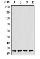 CLEC12A Antibody