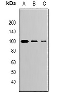 CLPTM1 Rabbit Polyclonal Antibody