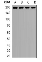 Clathrin Heavy Chain Antibody