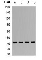 Clusterin Rabbit Polyclonal Antibody