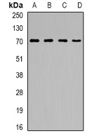 CNDP1 Antibody