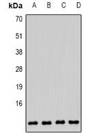 COX6B1 Rabbit Polyclonal Antibody