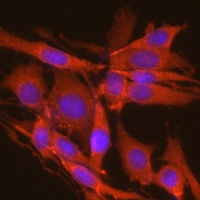 CSNK2A2 antibody