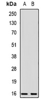 Cystatin F Rabbit Polyclonal Antibody