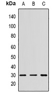 CD152 Rabbit Polyclonal Antibody