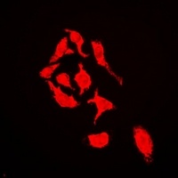 CUL4A antibody