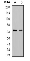 Cytochrome P450 51A1 Antibody